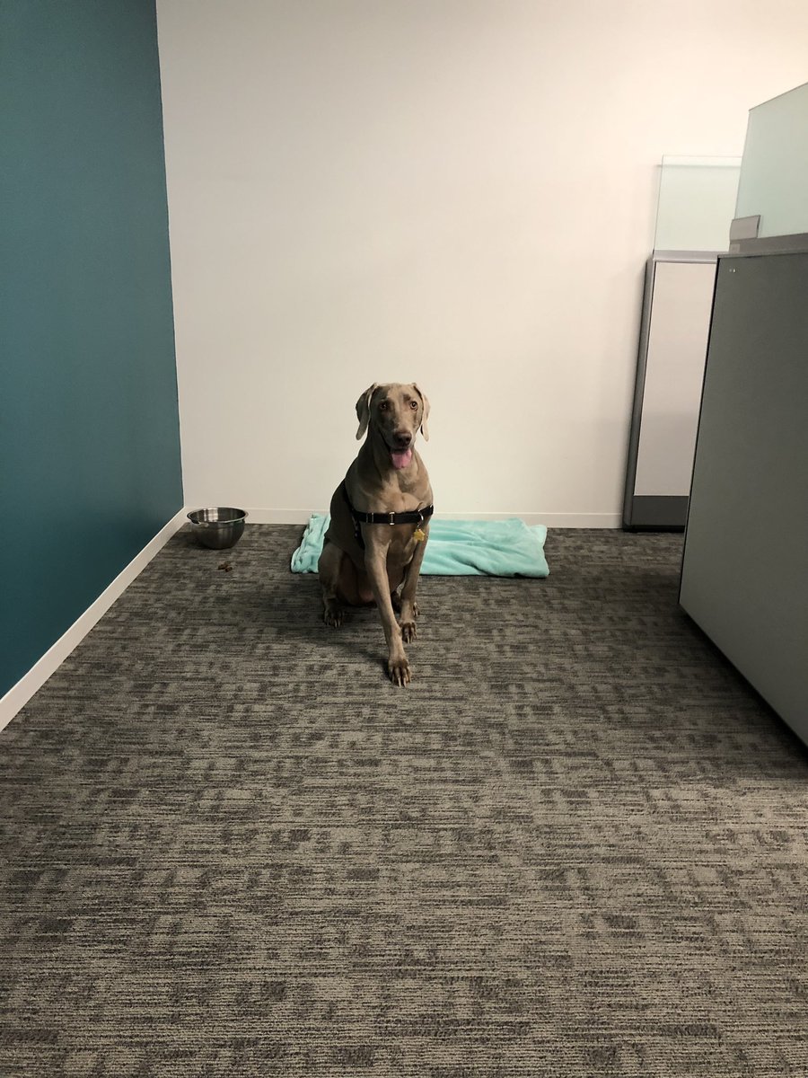 Merlot the Weimaraner