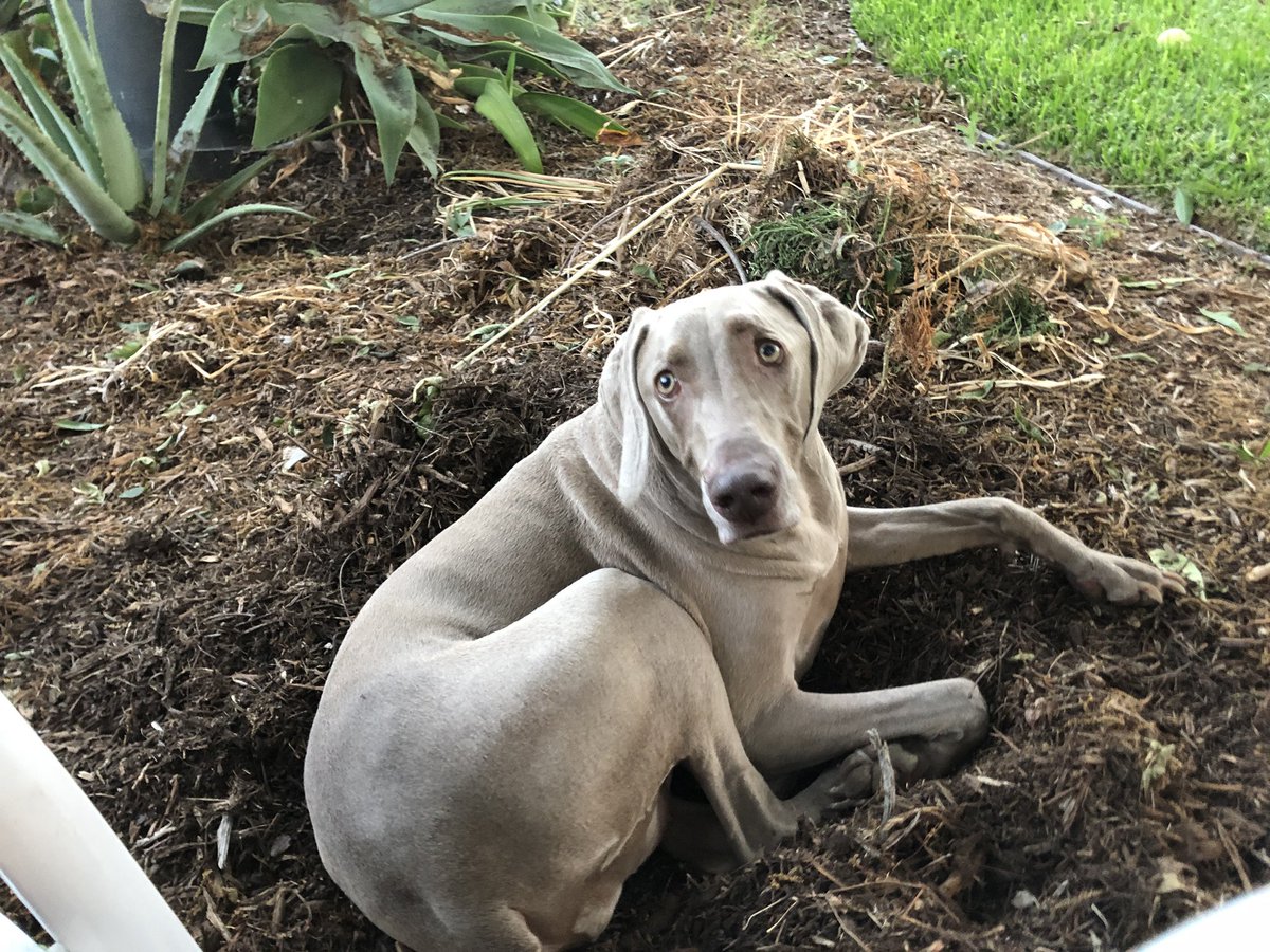 Merlot the Weimaraner