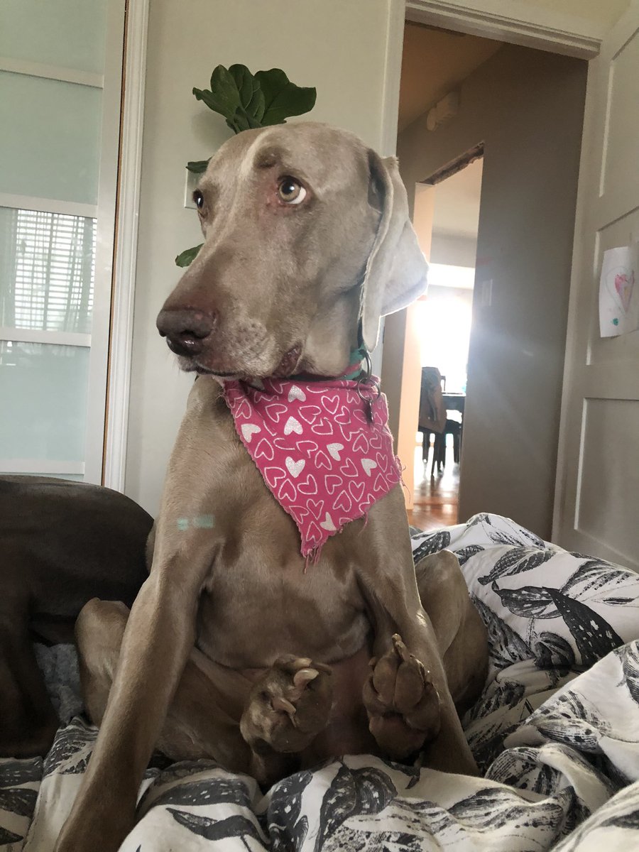 Merlot the Weimaraner