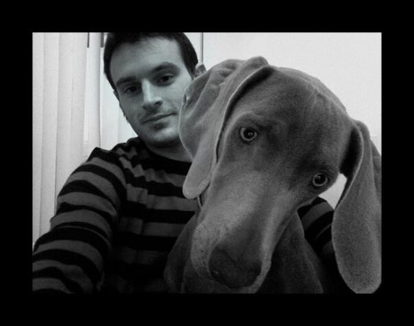 Merlot the Weimaraner