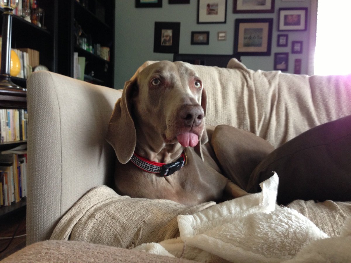 Merlot the Weimaraner