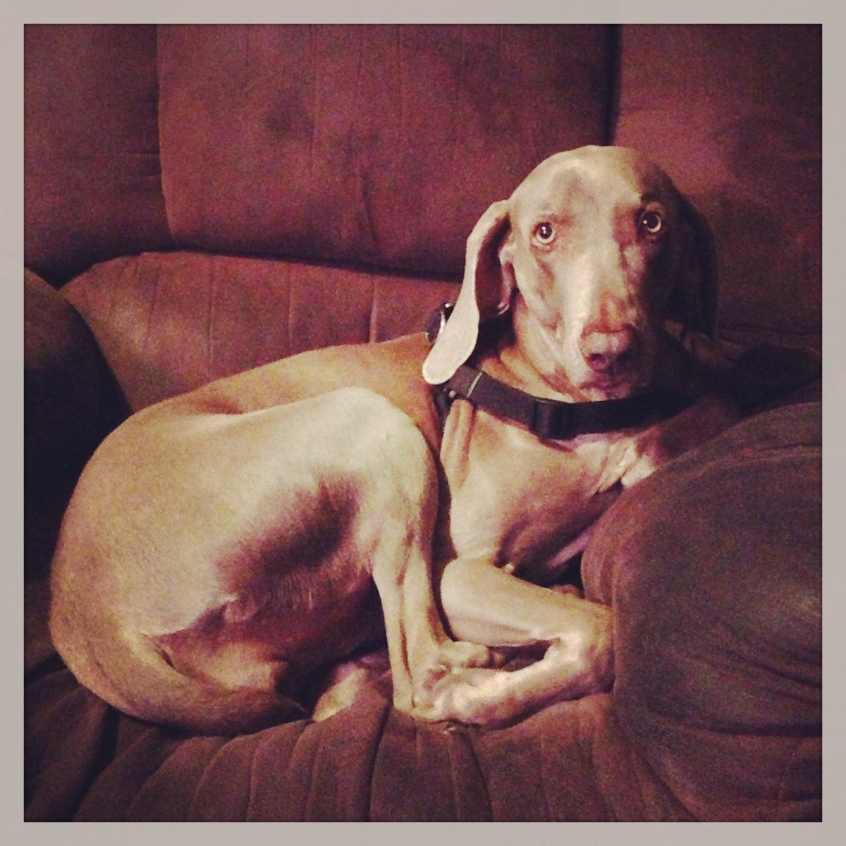 Merlot the Weimaraner