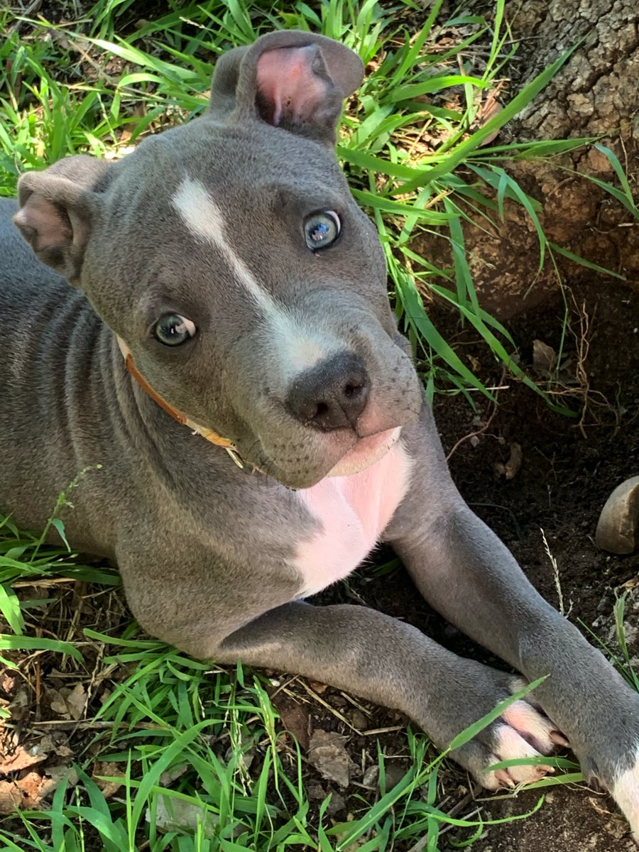 Merlot the Weimaraner
