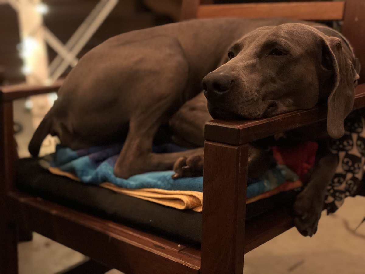 Merlot the Weimaraner