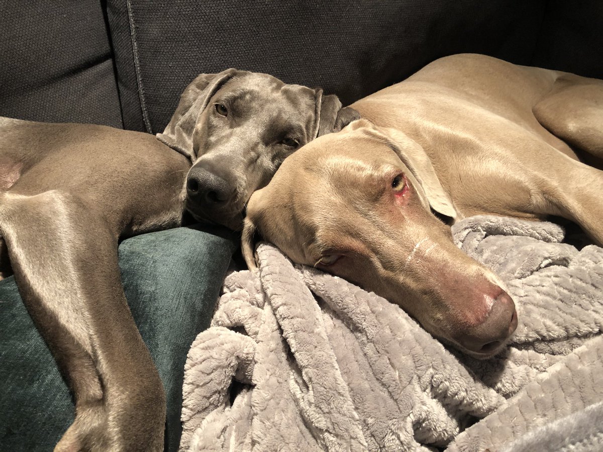 Merlot the Weimaraner