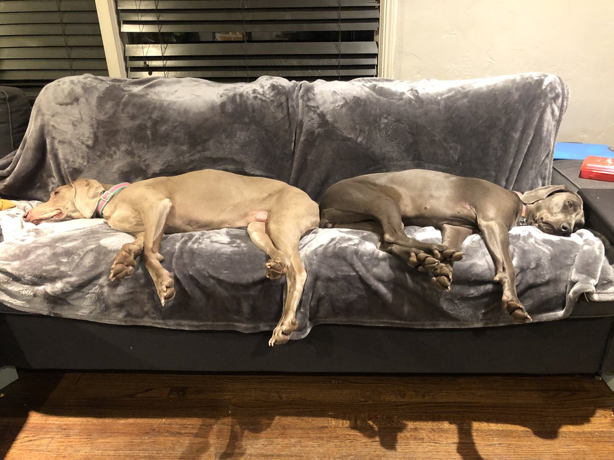 Merlot the Weimaraner