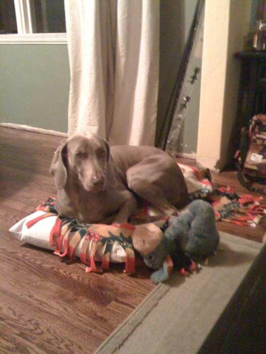 Merlot the Weimaraner