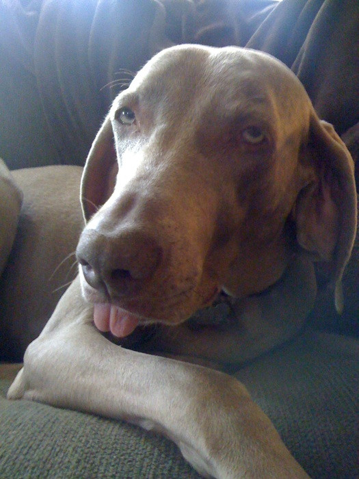 Merlot the Weimaraner
