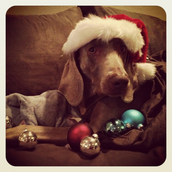 Merlot the Weimaraner