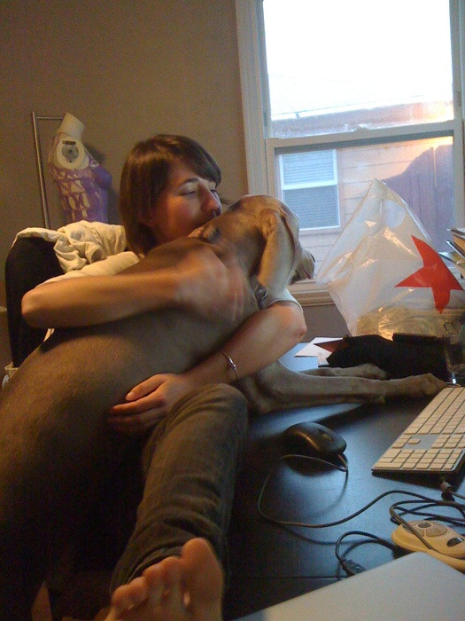 Merlot the Weimaraner