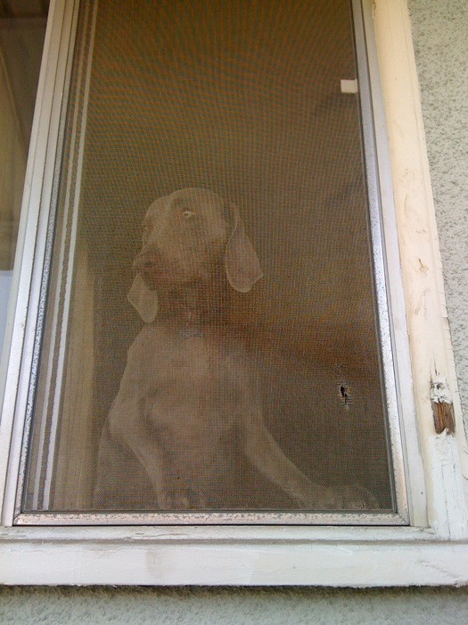 Merlot the Weimaraner
