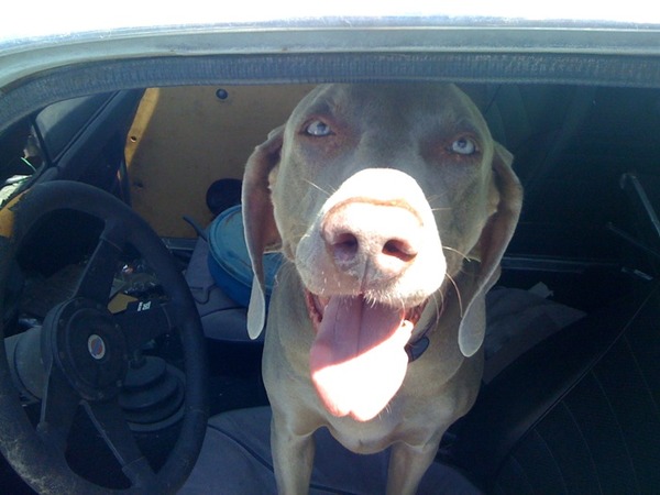 Merlot the Weimaraner