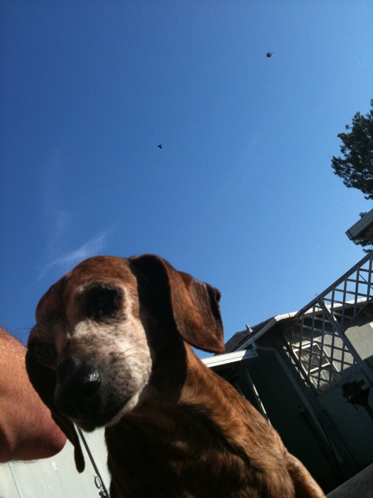 Merlot the Weimaraner