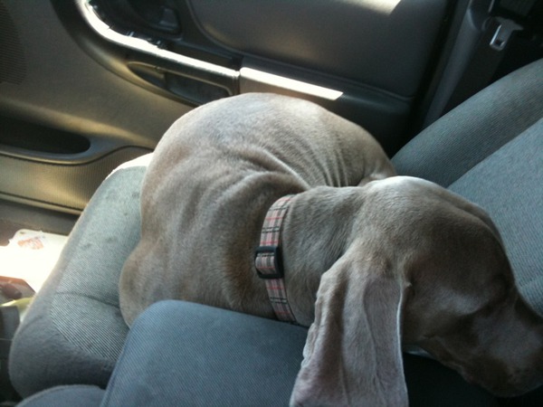 Merlot the Weimaraner