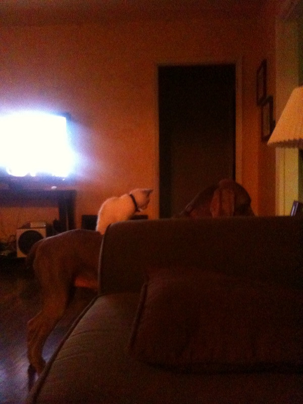 Merlot the Weimaraner